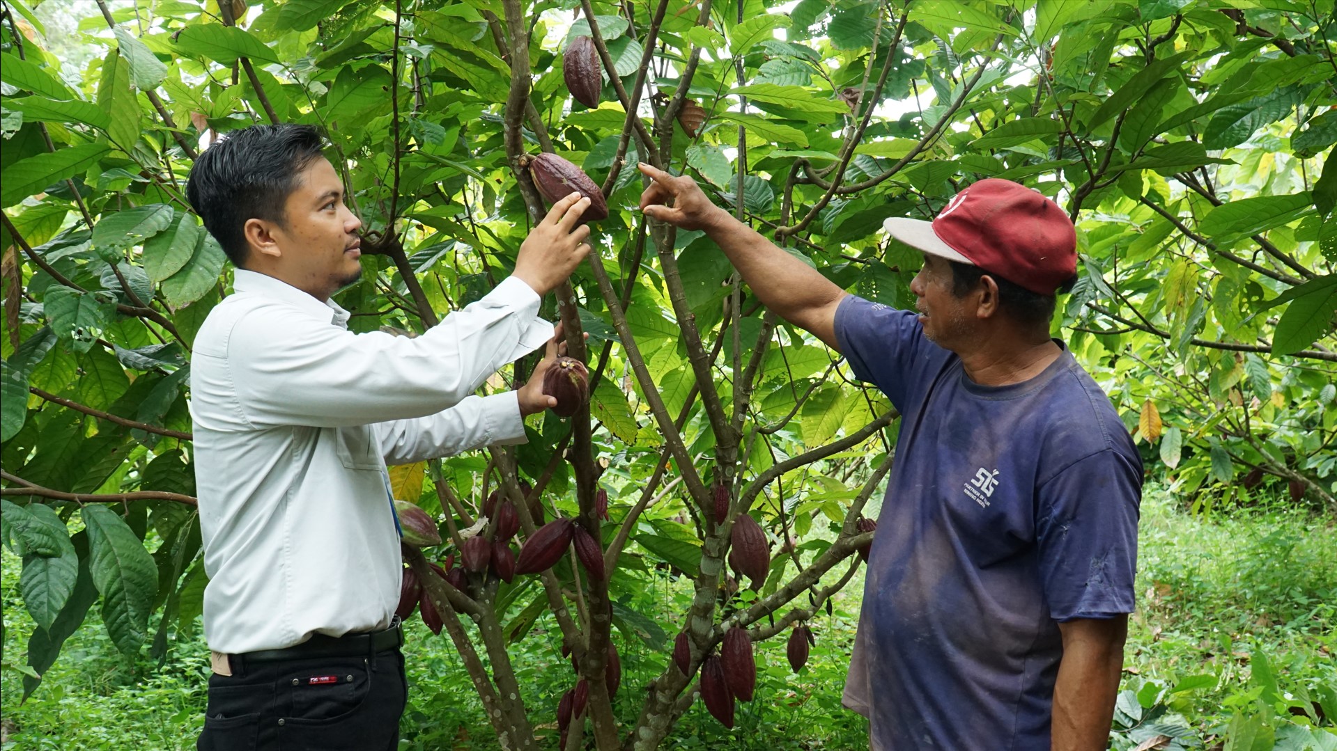 kakao_dan_kelapa_dalam_komoditas_andalan_berau